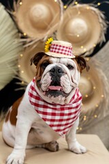 Wall Mural - Vertical portrait of a bulldog dressed up as a redneck for a June Party