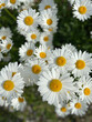 White and yellow meadow flowers. Leucanthemum vulgare is a species of perennial herbaceous plants of the genus Leucanthemum of the family Asteraceae.