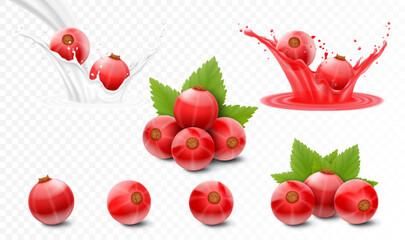 Wall Mural - set of red currants, berries in juice, currants in milk or yogurt splash, realistic 3d isolated vect