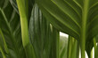 © Liliia - Soft focus blur nature green leaf copy space background.