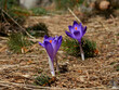 Krokus (Crocus L.) – rodzaj roślin z rodziny kosaćcowatych. jest ozdobą na przedwiośniu górskich hal