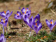 Krokus (Crocus L.) – rodzaj roślin z rodziny kosaćcowatych. jest ozdobą na przedwiośniu górskich hal