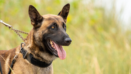 Wall Mural - german shepherd dog with a green background. Working smart police dog. Outdoor dog