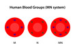 Human blood groups, MN system