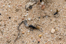 Namibia, Ant Eating A Worm In The Namib Desert, With The Head Of A Dead Snake, Saharan Horned Viper, In Background, Life Cycle
