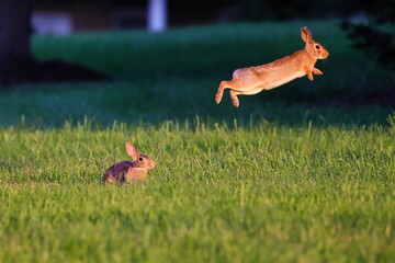 Sticker - View of the jumping rabbits in the green field on a sunny day