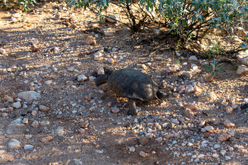 Wall Mural - Desert tortoise, Gopherus agassizii, walking through the Sonoran Desert foraging for food and perhaps a mate. A large reptile in natural habitat. Pima County, Oro Valley, Arizona, USA.