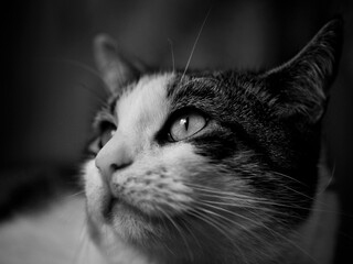 Poster - Tabby Cat in Monochrome 