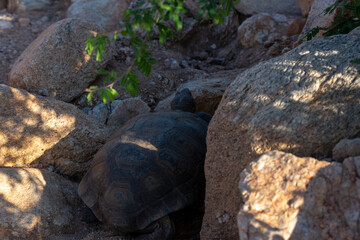 Wall Mural - Desert tortoise, Gopherus agassizii, walking through the Sonoran Desert foraging for food and perhaps a mate. A large reptile in natural habitat. Pima County, Oro Valley, Arizona, USA.