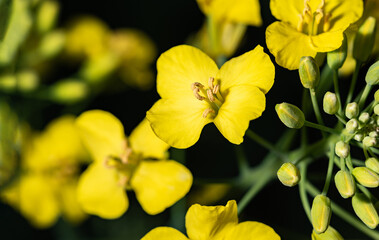 Rape plant and flowers in close-up. Cultivation of rapeseed. The plant is isolated against a dark background.