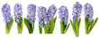 Purple hyacinth flowers with leaves isolated transparent png. Hyacinthus spring plants. Seven objects set.