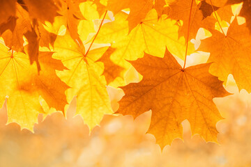 tender red orange transparent autumn maple leaves glowing at sunset banner. light flare tree with bl