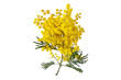 Wattle tree branch isolated transparent png. Acacia dealbata yellow fluffy balls and leaves.  Mimosa spring flowers.