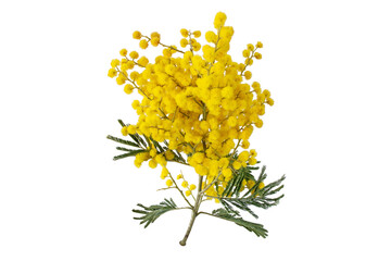 Wall Mural - wattle tree branch isolated transparent png. acacia dealbata yellow fluffy balls and leaves. mimosa 