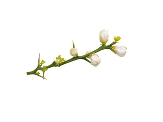 branch of trifoliate orange tree with white fragrant flowers and leaves isolated transparent png. sp