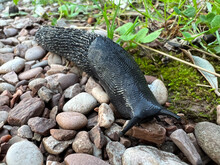 Black Slug Crawls On Gravel. Close-up