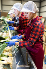 Wall Mural - Women working in vegetable processing factory, controlling process of peeling and washing of leek on conveyor belt of sorting production line