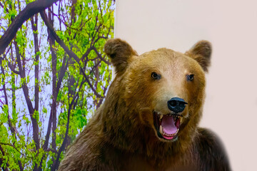 a stuffed big bear head closeup