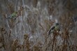 Lesser Goldfinches in the grass