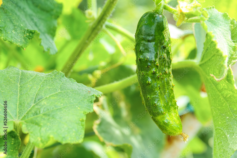 Small cucumber growing on bush in garden