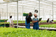 © DC Studio - African american greenhouse worker holding crate with fresh lettuce pointing at laptop screen checking online orders with farmer. Pickers preparing to deliver organic food online order to client.