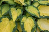Fototapeta Kawa jest smaczna - Beautiful hosta plant with colorful leaves as background, closeup