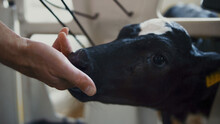Farmer Touching Calf Head Close Up. Small Black White Cow Licking Man Hand.