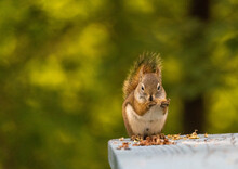 Red Squirrel Eating A Pinecone On A Picnic Table With Green And Yellow Background Bokeh. 