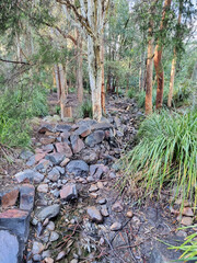 Wall Mural - Creek Bed Running Through Australian Bush at Blackbutt Reserve Newcastle New South Wales Australia. A rocky creek surrounded by eucalypts
