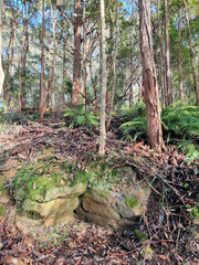 Wall Mural - Moss Covered Rocks in Blackbutt Reserve Newcastle New South Wales Australia. Surrounded by native Australian bush and eucalypts