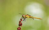 Fototapeta Lawenda - dragonfly resting on a leaf