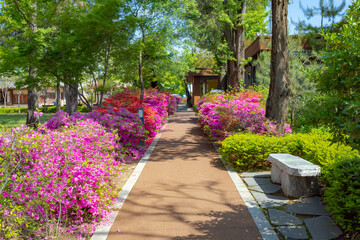  Colorful spring pink flowers and green garden at Gyeongbokgung palace in Seoul South Korea