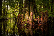 A Scenic Display Of Cypress Tree Knees In The Swamp Along The Kayaking Trail At Robertson Millpond Preserve, A Wake County Park In North Carolina.