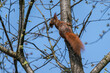 Eurasisches Eichhörnchen (Sciurus vulgaris) klettert mit Tannenzapfen im Maul durch das Astwerk