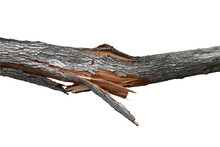 Tree With Broken Trunk Isolated On Black Background With Clipping Path.