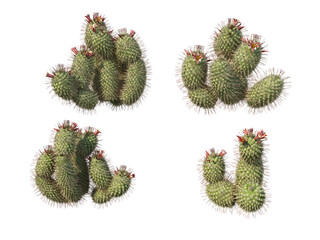 Sticker - Cactus  on a transparent background
