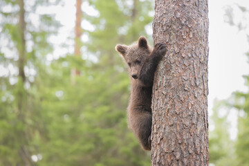 Wall Mural - Scared brown bear cub climbed on a pine tree and watches until the threat is over