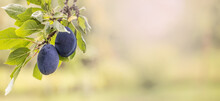 Ripe Blue Plums Hanging From A Twig Of A Green Plum Tree In The Summer