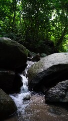 Wall Mural - beautiful Tree and Leaf natural leaves and stream green forest in the  mountain concept back ground cover page environment ecology or nature wallpaper