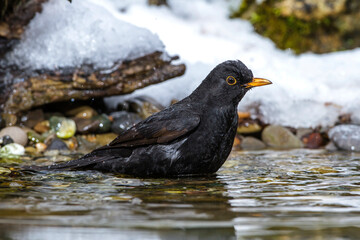 Wall Mural - Amsel (Turdus merula) Männchen