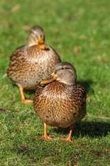 Wall Mural - Stockente (Anas platyrhynchos) Weibchen