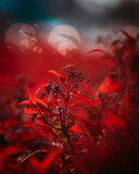 Fototapeta  - czerwone kwiaty lato jesien wakacje widok 
