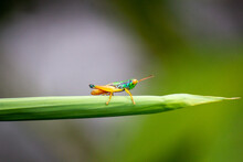 The Grasshopper Perched On The Leaf