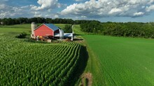American Farm Scene In Rural USA. Corn Field And Red Barn. Agriculture Theme On Summer Sunny Day. Aerial.