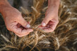 © Westend61 - Hands of farmer holding wheat crops
