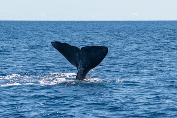 Large tail of Spermwhale above blue sea water