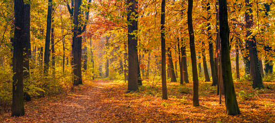 Beautiful panoramic autumn forest nature. Vivid landscape in colorful fall leaves with sun rays through branches of trees. Amazing nature panorama, fantasy idyllic scenic, tranquil sunset pathway