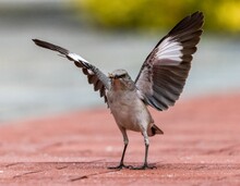 Close-up Shot Of A Cute Mockingbird Ready To Fly