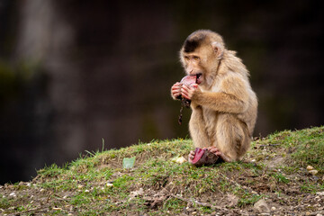 Wall Mural - Shallow focus shot of the southern pig-tailed macaque sitting on the grass and eating fruit