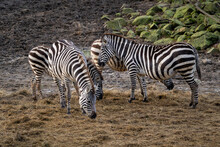 Group Of Grant's Zebras Standing On The Dried Grass